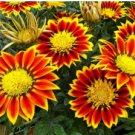 GAZANIA LOGRO STRIPED MIX Gazania Rigens - 200 Bulk Seeds FJ