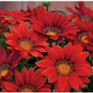 GAZANIA RED SHADES Gazania Rigens - 200 Bulk Seeds FJ