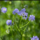 GLOBE GILIA Gilia Capitata - 10,000 Bulk Seeds FJ
