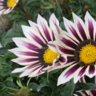 GAZANIA GARDEN LEADER ROSE STRIPED Gazania Rigens - 200 Bulk Seeds FJ