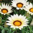 GAZANIA GARDEN LEADER WHITE Gazania Rigens - 200 Bulk Seeds FJ
