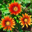 GAZANIA KISS BRONZE Gazania Rigens - 200 Bulk Seeds FJ