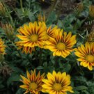 GAZANIA GARDEN LEADER MIXED COLORS Gazania Rigens - 200 Bulk Seeds FJ