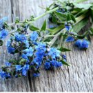 FORGET ME NOT CHINESE BLUE Cynoglossum Amabile - 5,000 Bulk Seeds FJ