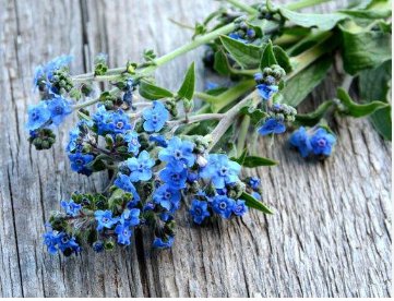 FORGET ME NOT CHINESE BLUE Cynoglossum Amabile - 5,000 Bulk Seeds FJ