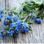 FORGET ME NOT CHINESE BLUE Cynoglossum Amabile - 5,000 Bulk Seeds FJ