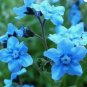 FORGET ME NOT CHINESE BLUE Cynoglossum Amabile - 5,000 Bulk Seeds FJ
