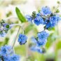 FORGET ME NOT CHINESE BLUE Cynoglossum Amabile - 5,000 Bulk Seeds FJ