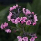 FORGET ME NOT CHINESE MYSTIC PINK Cynoglossum Amabile - 500 Bulk Seeds FJ