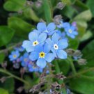 FORGET ME NOT Myosotis Sylvatica - 10,000 Bulk Seeds FJ