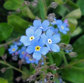 FORGET ME NOT Myosotis Sylvatica - 10,000 Bulk Seeds FJ
