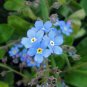 FORGET ME NOT Myosotis Sylvatica - 10,000 Bulk Seeds FJ