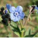 FORGET ME NOT CHINESE BLUE Cynoglossum Amabile - 5,000 Bulk Seeds FJ