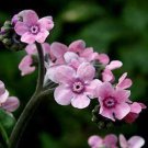 FORGET ME NOT CHINESE MYSTIC PINK Cynoglossum Amabile - 500 Bulk Seeds FJ