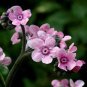 FORGET ME NOT CHINESE MYSTIC PINK Cynoglossum Amabile - 500 Bulk Seeds FJ