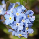 FORGET ME NOT Myosotis Sylvatica - 10,000 Bulk Seeds FJ