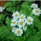 FEVERFEW Tanacetum Parthenium - 2,500 Bulk Seeds FJ