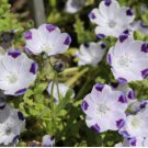 FIVE SPOT Nemophila Maculata - 1,000 Bulk Seeds FJ