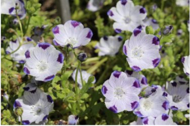 FIVE SPOT Nemophila Maculata - 1,000 Bulk Seeds FJ