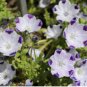 FIVE SPOT Nemophila Maculata - 1,000 Bulk Seeds FJ