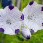 FIVE SPOT Nemophila Maculata - 1,000 Bulk Seeds FJ