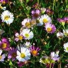 ERIGERON PROFUSION Erigeron Karvinskianus - 500 Bulk Seeds FJ