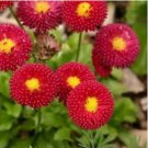 ENGLISH DAISY RED Bellis Perennis Super Enorma - 1,000 Bulk Seeds FJ
