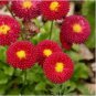 ENGLISH DAISY RED Bellis Perennis Super Enorma - 1,000 Bulk Seeds FJ