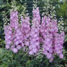 DELPHINIUM GUINEVERE Delphinium Cultorum - 50 Bulk Seeds FJ