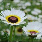 DAISY PAINTED POLAR STAR Chrysanthemum Carinatum - 500 Bulk Seeds FJ