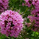 CROSSWORT PRETTY PINK Crucianella Phuopsis Stylosa - 500 Bulk Seeds FJ