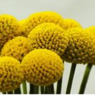 CRASPEDIA BILLY BUTTONS Craspedia Globosa - 500 Bulk Seeds FJ CRASPEDIA BILLY BUTTONS Craspedia Globosa - 500 Bulk Seeds FJ