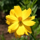 COSMOS SULPHUR LADYBIRD YELLOW DWARF Cosmos Sulphureus - 1,000 Bulk Seeds FJ
