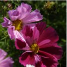 COSMOS SEA SHELLS Cosmos Bipinnatus - 2,500 Bulk Seeds FJ