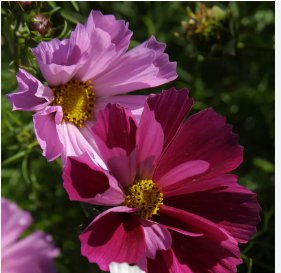 COSMOS SEA SHELLS Cosmos Bipinnatus - 2,500 Bulk Seeds FJ
