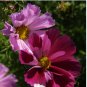 COSMOS SEA SHELLS Cosmos Bipinnatus - 2,500 Bulk Seeds FJ