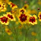 COSMIDIUM BRUNETTE Cosmidium Burridgeanum - 500 Bulk Seeds FJ