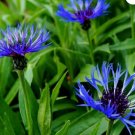 CORNFLOWER MOUNTAIN BLUET PERENNIAL Centaurea Montana - 200 Bulk Seeds FJ