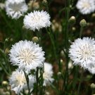 CORNFLOWER BACHELOR’S BUTTON WHITE DWARF Centaurea Cyanus - 5,000 Bulk Seeds FJ