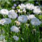 CORNFLOWER BACHELOR&acirc;��S BUTTON WHITE DWARF Centaurea Cyanus - 5,000 Bulk Seeds FJ