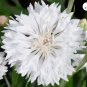 CORNFLOWER BACHELOR&acirc;��S BUTTON WHITE Centaurea Cyanus - 5,000 Bulk Seeds FJ