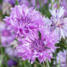 CORNFLOWER BACHELOR'S BUTTON MAUVE Centaurea Cyanus - 500 Bulk Seeds FJ