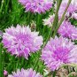 CORNFLOWER BACHELOR'S BUTTON MAUVE Centaurea Cyanus - 500 Bulk Seeds FJ