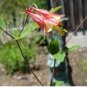 COLUMBINE EASTERN RED Aquilegia Canadensis - 500 Bulk Seeds FJ