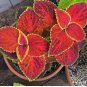 COLEUS WIZARD SCARLET RED Solenostemon Scutellarioides - 40 Bulk Seeds FJ