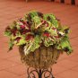 COLEUS KONG MOSAIC Solenostemon Scutellarioides - 40 Bulk Seeds FJ