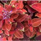 COLEUS JAZZ VELVET Solenostemon Scutellarioides - 40 Bulk Seeds FJ