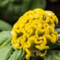 COCKSCOMB YELLOW DWARF Celosia Cristata Nana Jessica - 200 Bulk Seeds FJ