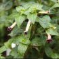 CIGAR PLANT WHITE Cuphea Ignea Coan - 200 Bulk Seeds FJ