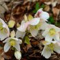 CHRISTMAS ROSE Helleborus Niger - 100 Bulk Seeds FJ